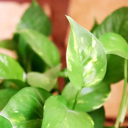 Il-barrag - Gozo Traditional Hospitality 4*