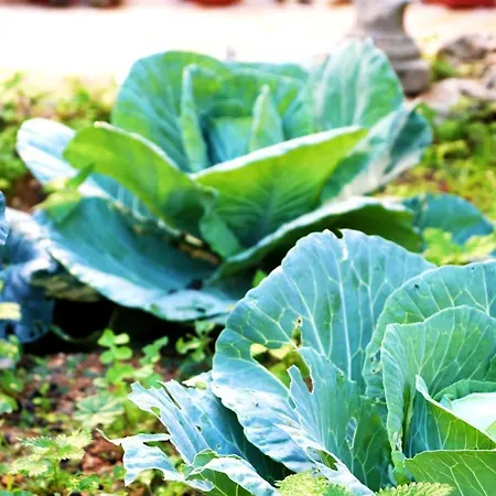 Bed and breakfast Il-barrag - Gozo Traditional Hospitality Nadur