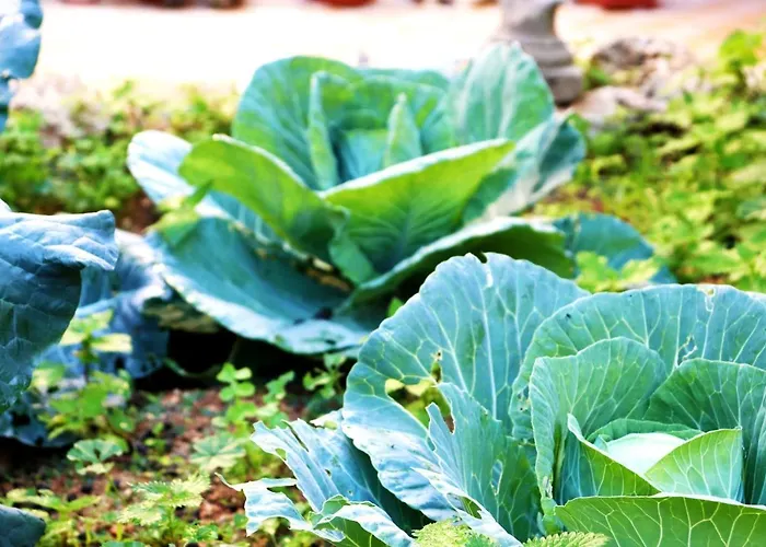 B&B Il-barrag - Gozo Traditional Hospitality Nadur