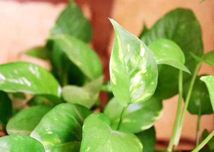 Il-barrag - Gozo Traditional Hospitality 4*